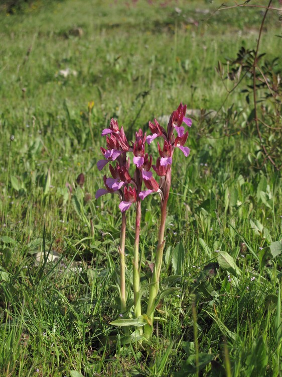 Anacamptis papilionacea